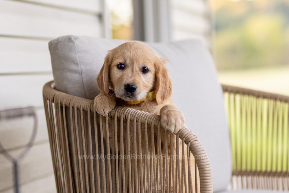 Patsy Image of Patsy, a Golden Retriever puppy