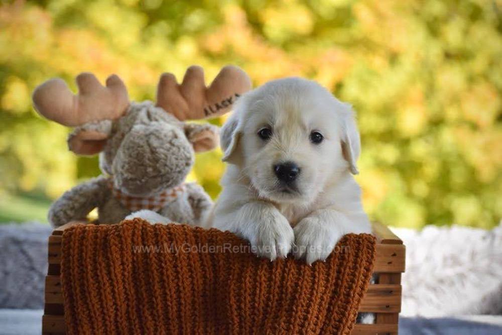 Paws Image of Paws, a Golden Retriever puppy