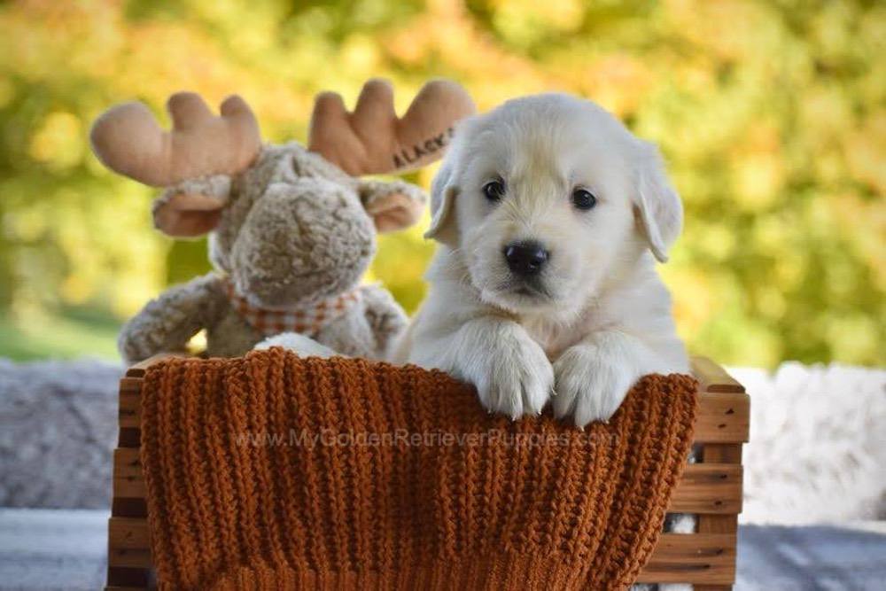 Paws Image of Paws, a Golden Retriever puppy