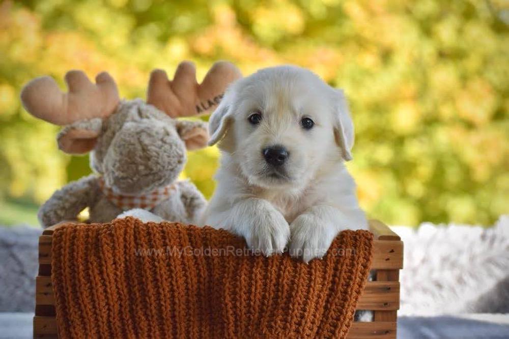 Paws Image of Paws, a Golden Retriever puppy