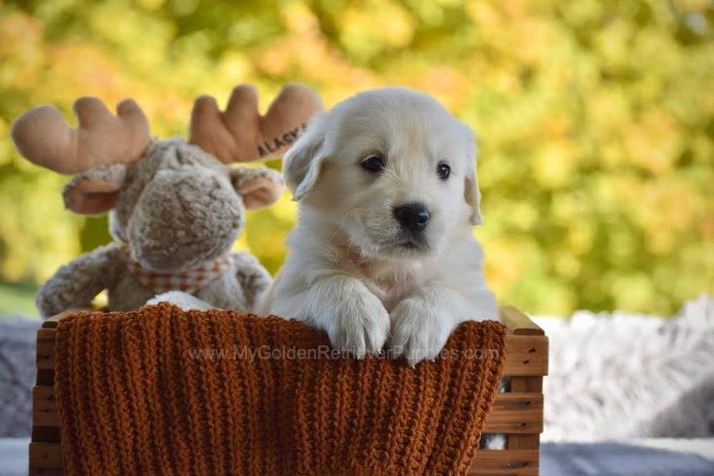 Paws Image of Paws, a Golden Retriever puppy