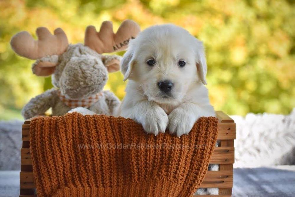 Paws Image of Paws, a Golden Retriever puppy