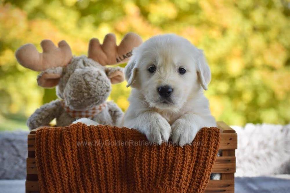 Paws Image of Paws, a Golden Retriever puppy