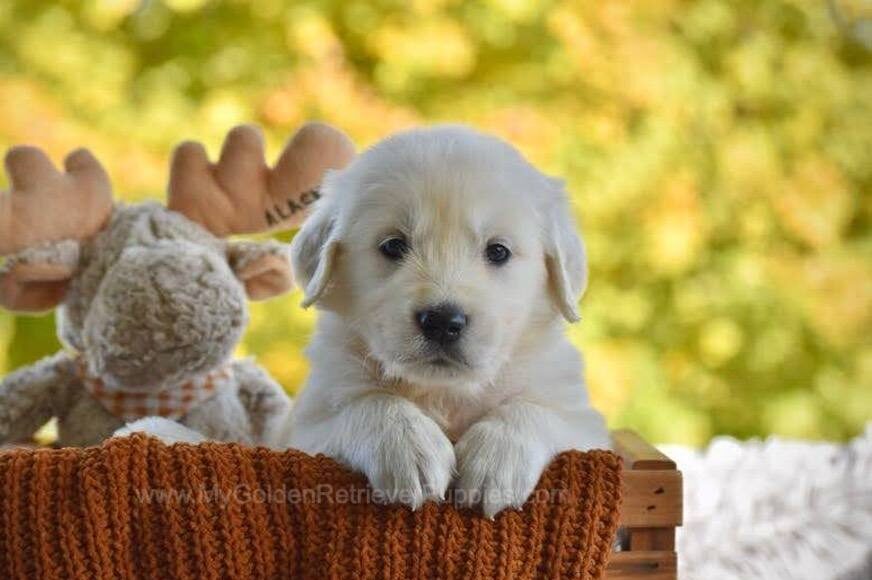 Paws Image of Paws, a Golden Retriever puppy