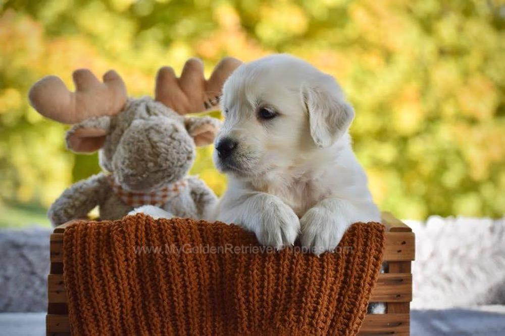 Paws Image of Paws, a Golden Retriever puppy