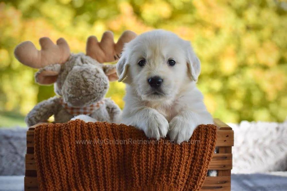 Paws Image of Paws, a Golden Retriever puppy