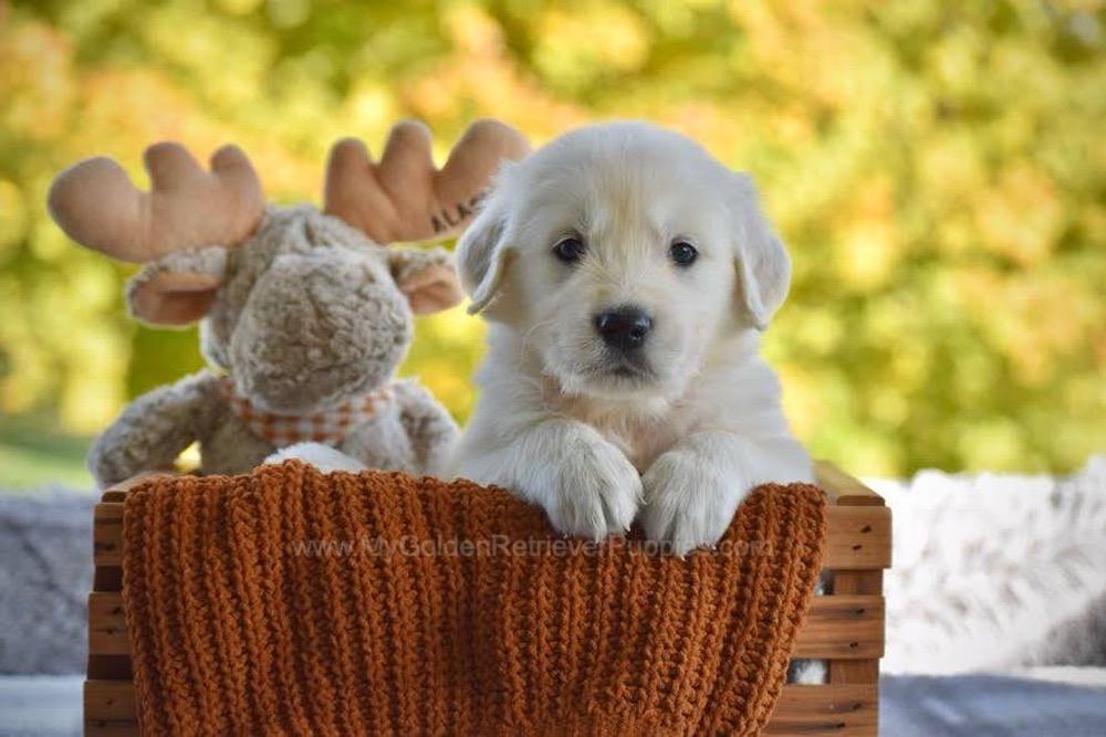 Paws Image of Paws, a Golden Retriever puppy