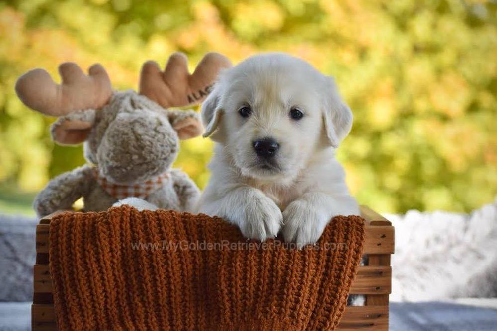 Paws Image of Paws, a Golden Retriever puppy