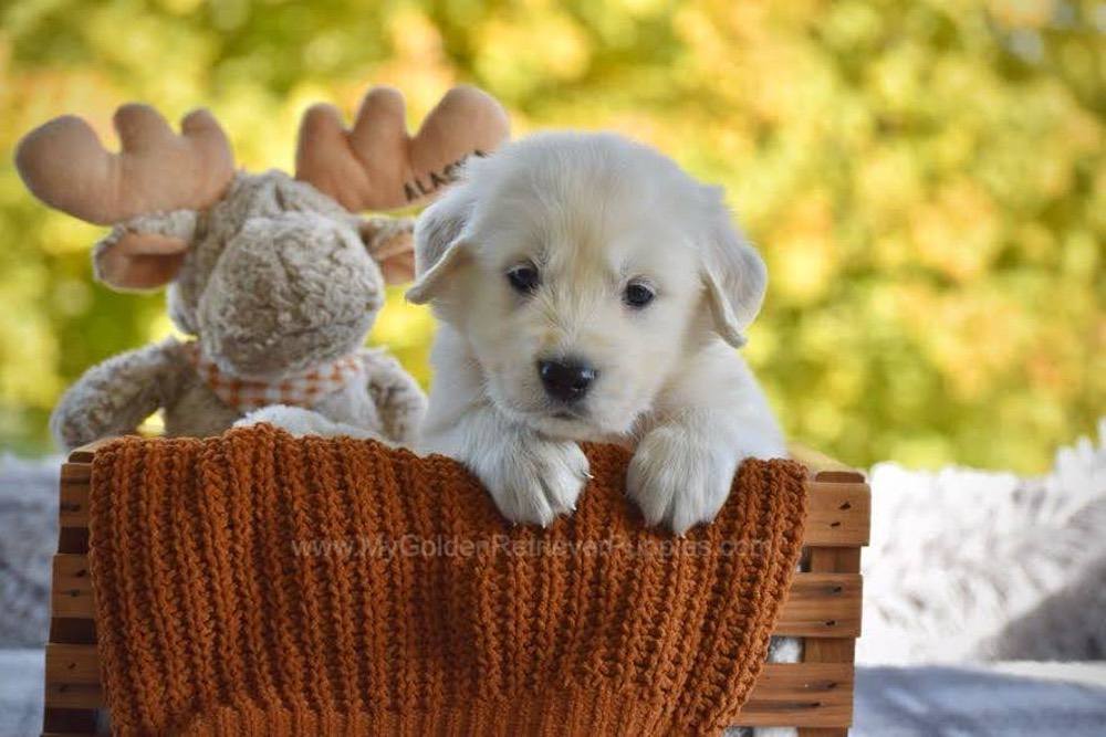 Paws Image of Paws, a Golden Retriever puppy