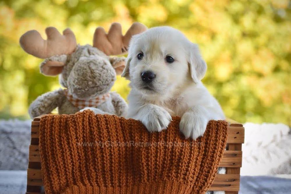 Paws Image of Paws, a Golden Retriever puppy
