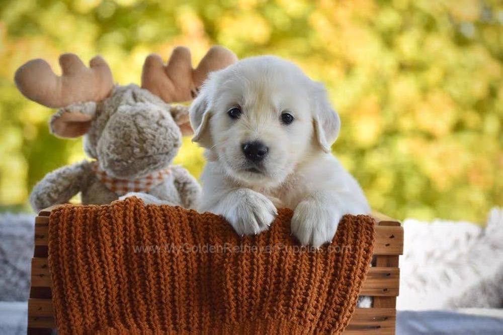 Paws Image of Paws, a Golden Retriever puppy