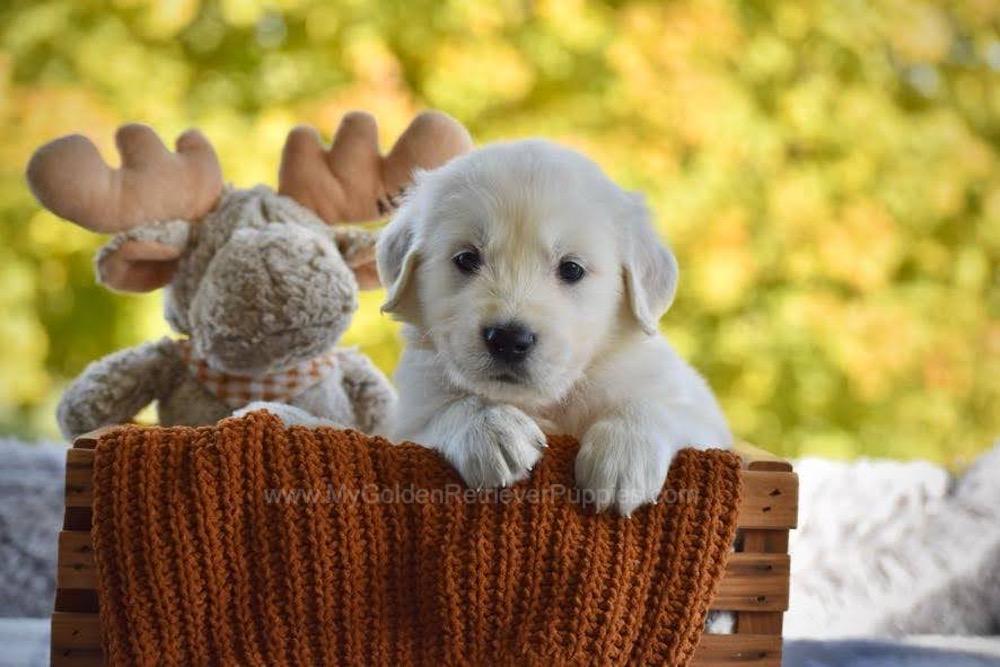 Paws Image of Paws, a Golden Retriever puppy