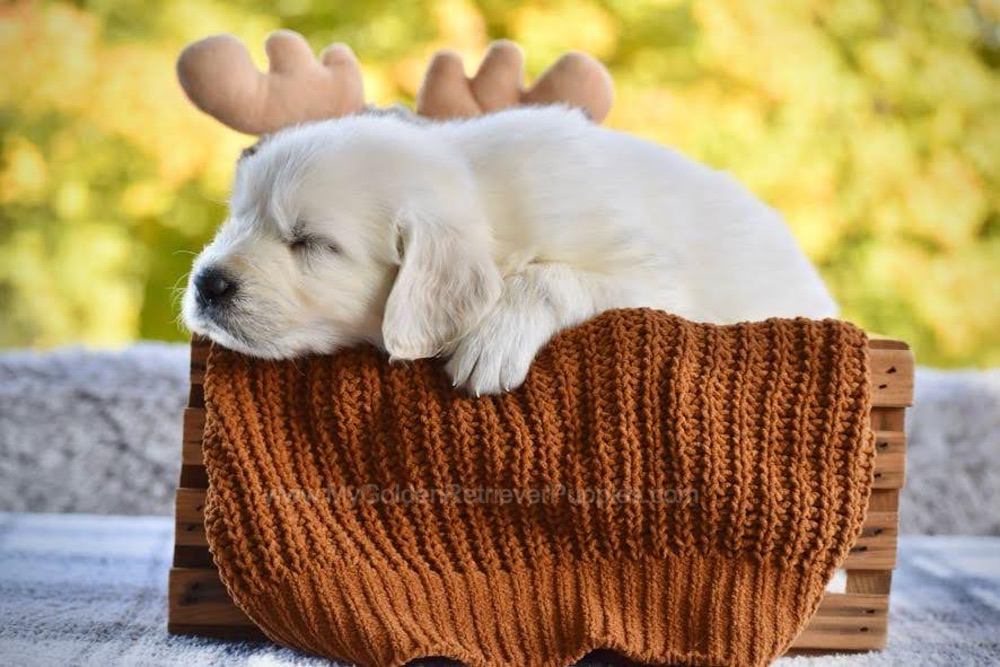 Phoenix Image of Phoenix, a Golden Retriever puppy