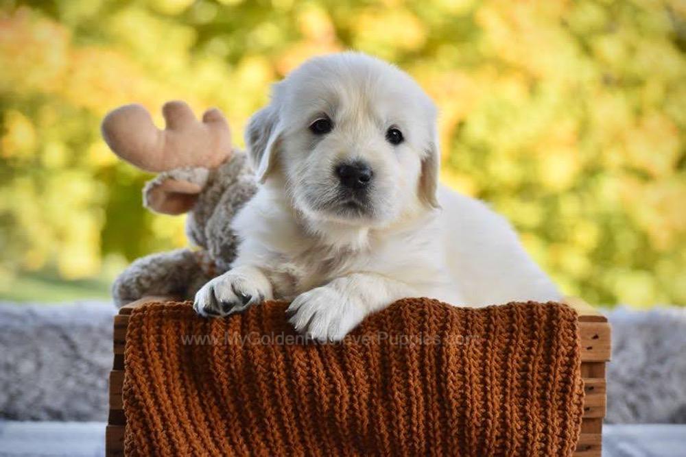 Phoenix Image of Phoenix, a Golden Retriever puppy