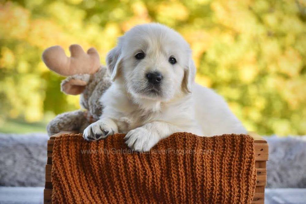 Phoenix Image of Phoenix, a Golden Retriever puppy