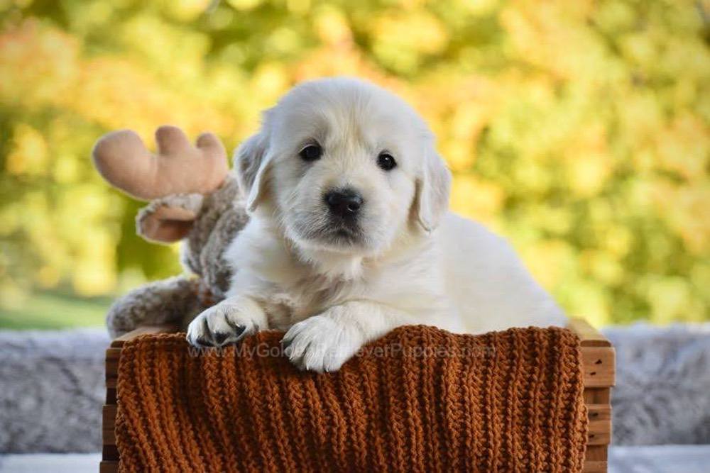 Phoenix Image of Phoenix, a Golden Retriever puppy