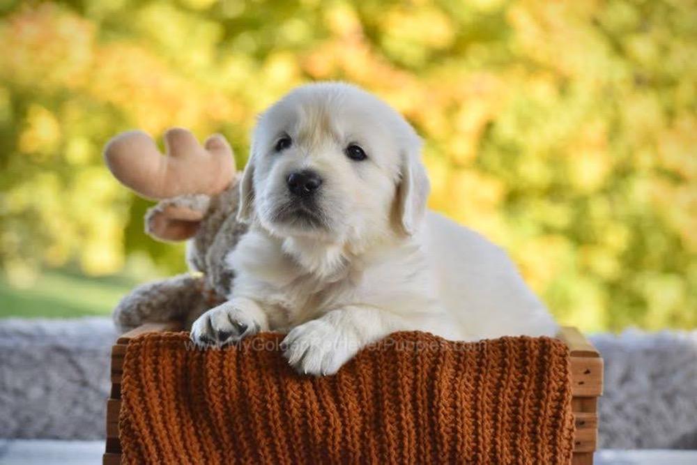 Phoenix Image of Phoenix, a Golden Retriever puppy
