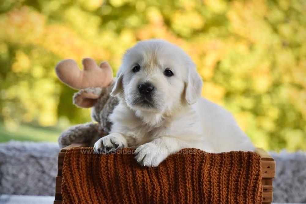Phoenix Image of Phoenix, a Golden Retriever puppy