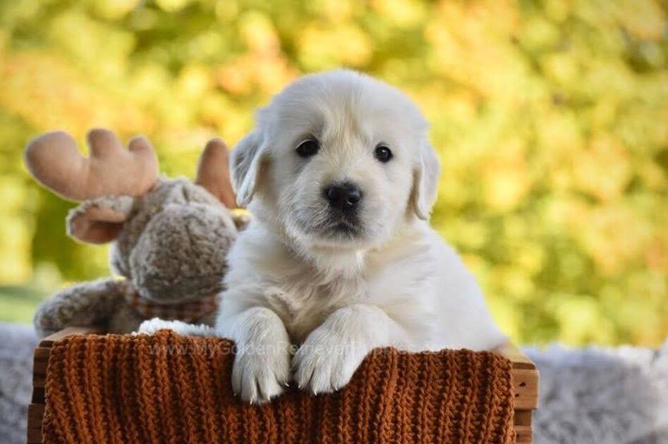 Phoenix Image of Phoenix, a Golden Retriever puppy