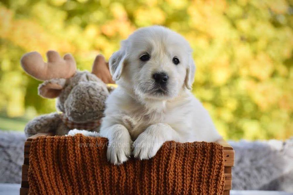 Phoenix Image of Phoenix, a Golden Retriever puppy