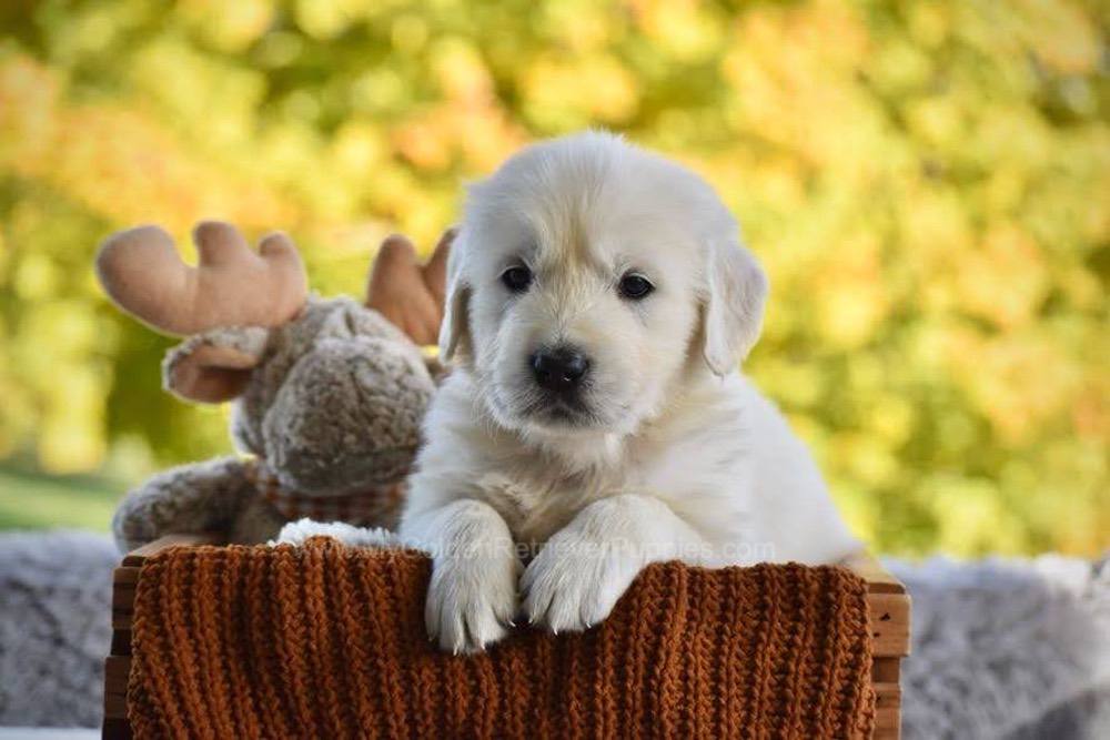 Phoenix Image of Phoenix, a Golden Retriever puppy