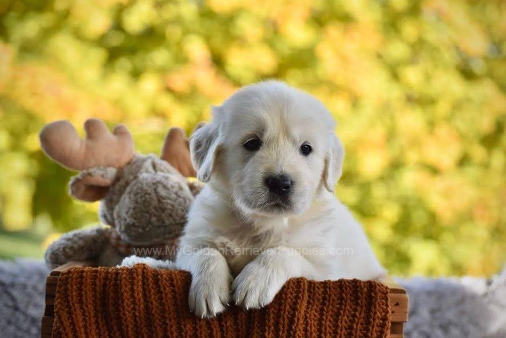 Phoenix Image of Phoenix, a Golden Retriever puppy