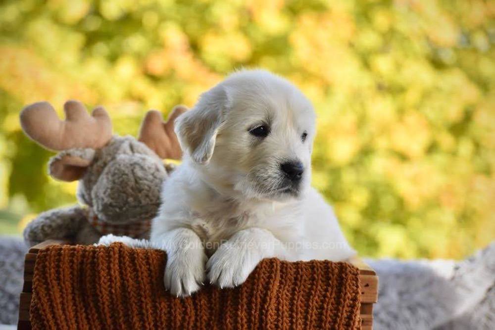 Phoenix Image of Phoenix, a Golden Retriever puppy
