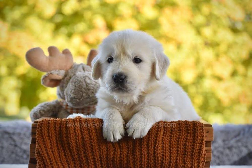 Phoenix Image of Phoenix, a Golden Retriever puppy