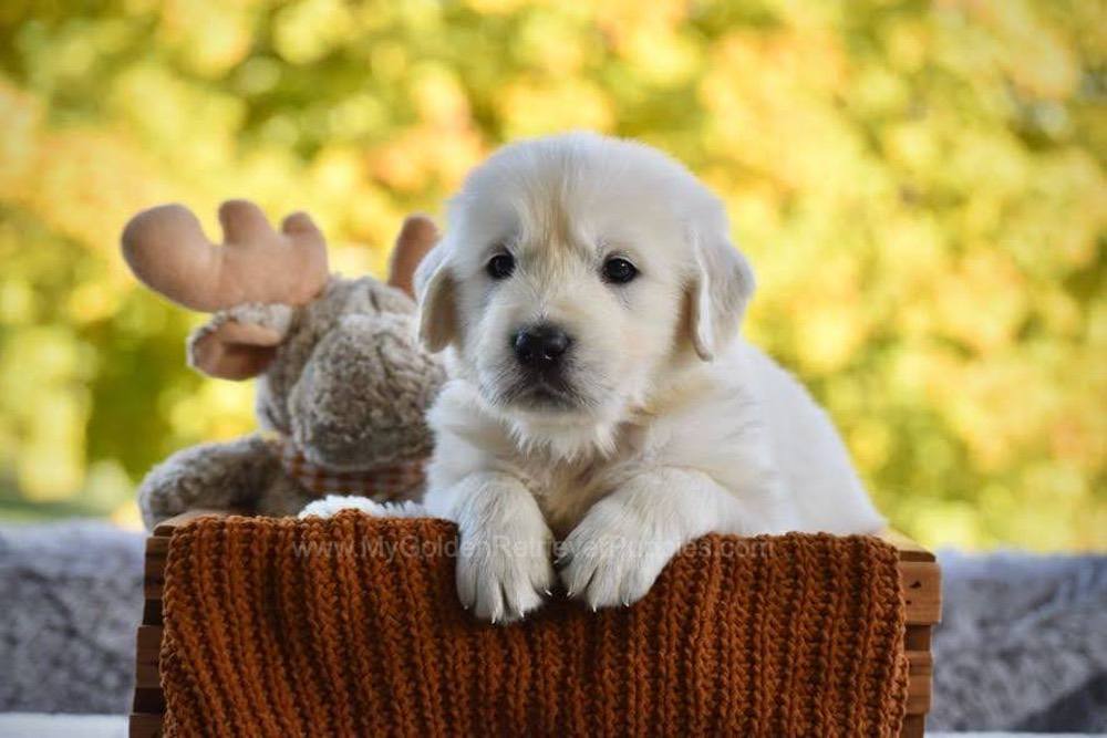 Phoenix Image of Phoenix, a Golden Retriever puppy