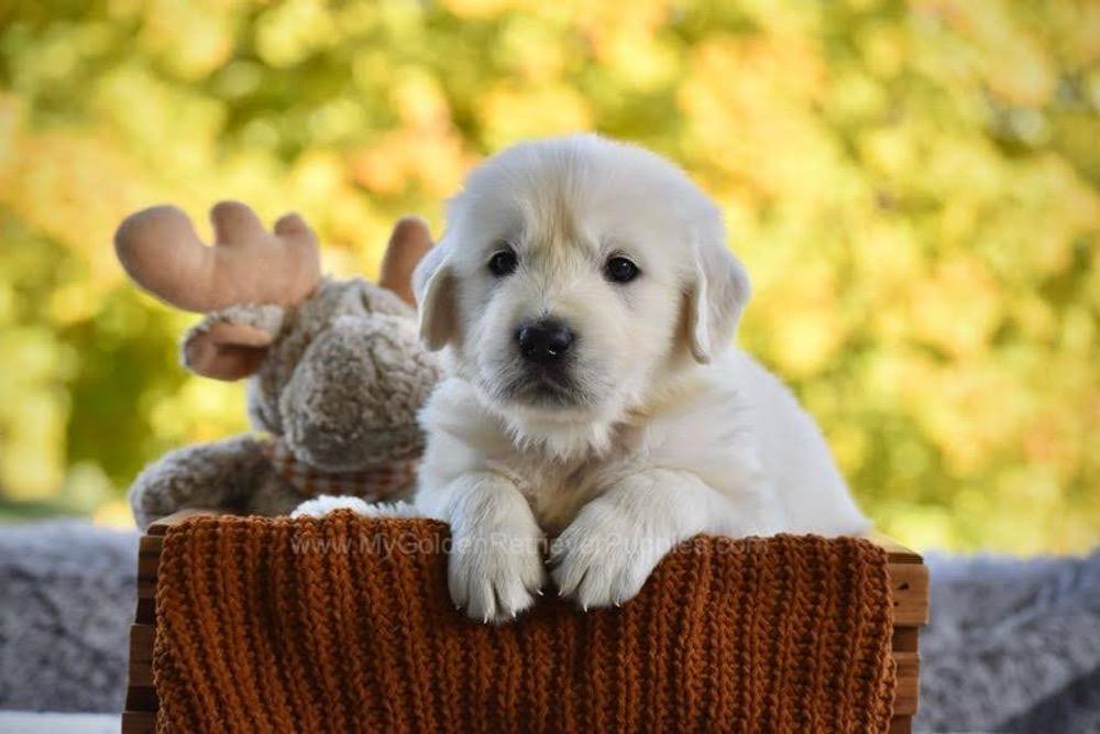 Phoenix Image of Phoenix, a Golden Retriever puppy