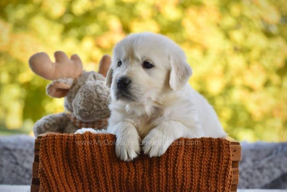 Phoenix Image of Phoenix, a Golden Retriever puppy