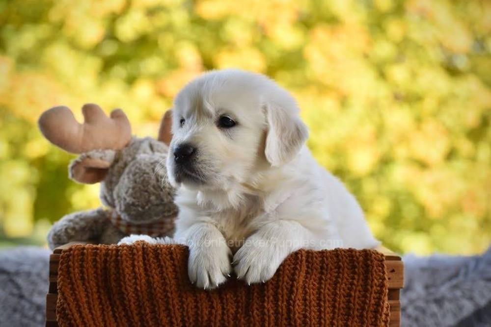 Phoenix Image of Phoenix, a Golden Retriever puppy