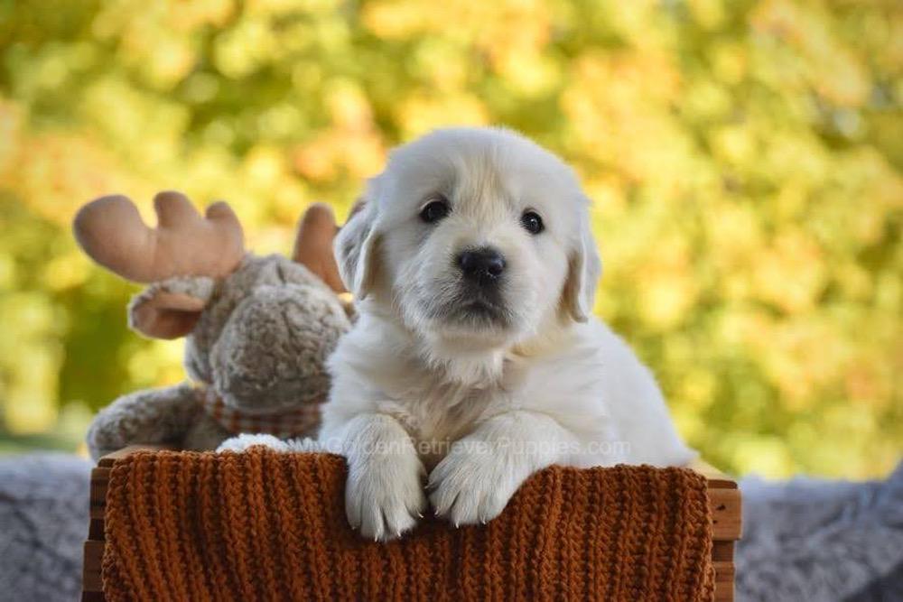 Phoenix Image of Phoenix, a Golden Retriever puppy