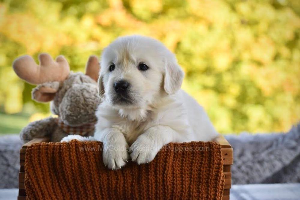 Phoenix Image of Phoenix, a Golden Retriever puppy
