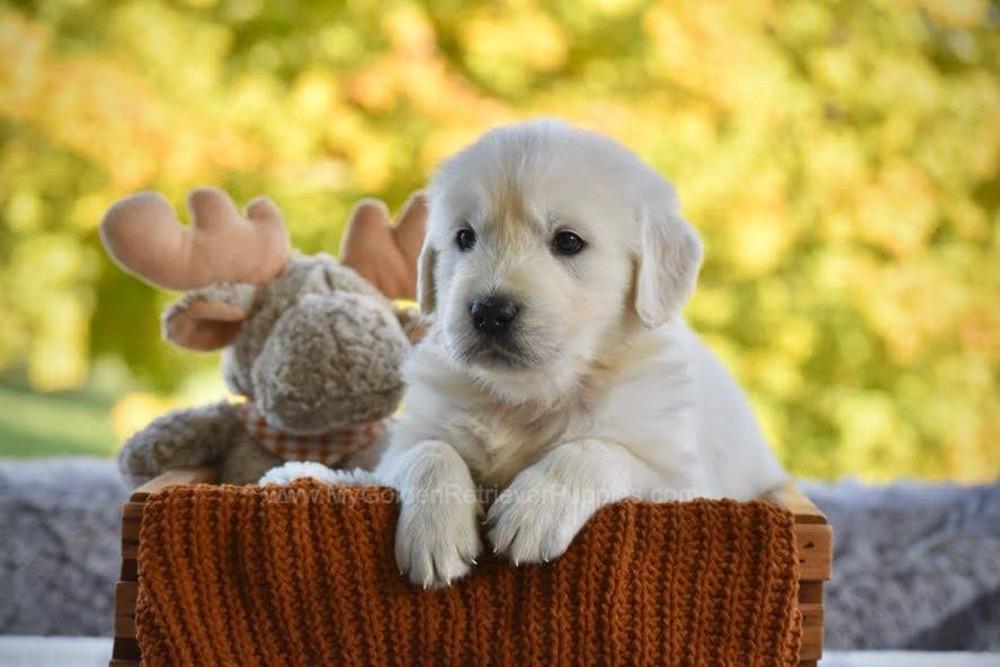 Phoenix Image of Phoenix, a Golden Retriever puppy