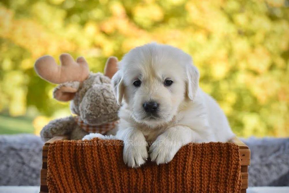 Phoenix Image of Phoenix, a Golden Retriever puppy