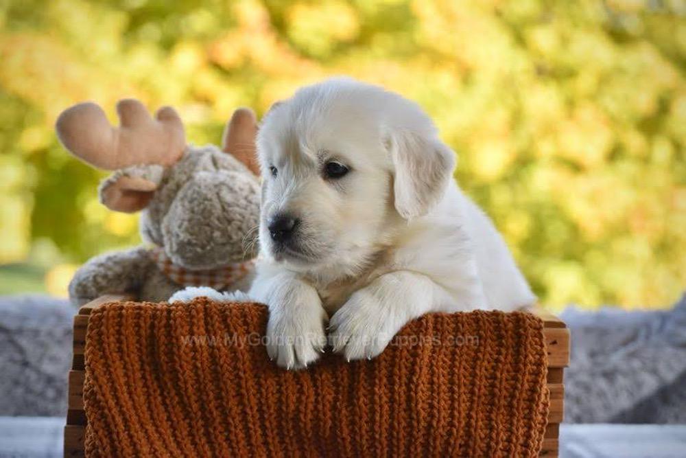 Phoenix Image of Phoenix, a Golden Retriever puppy