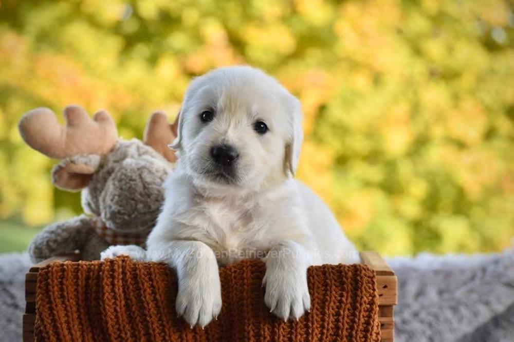 Pickles Image of Pickles, a Golden Retriever puppy