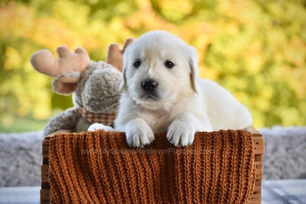 Pickles Image of Pickles, a Golden Retriever puppy