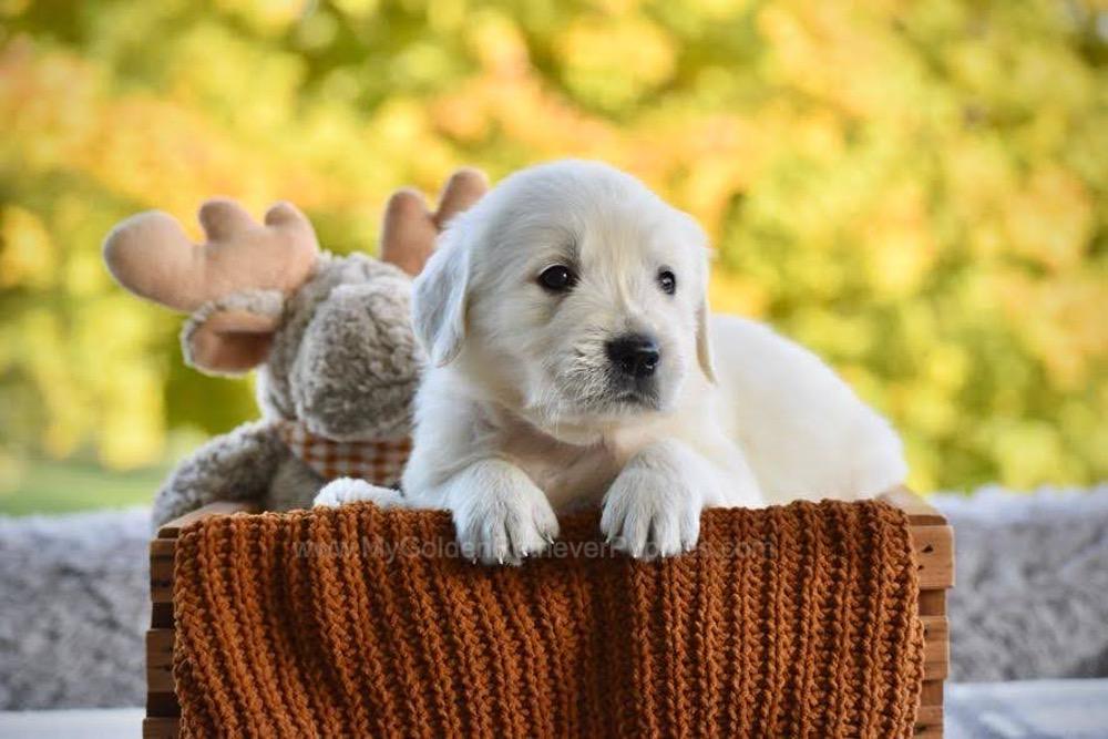 Pickles Image of Pickles, a Golden Retriever puppy