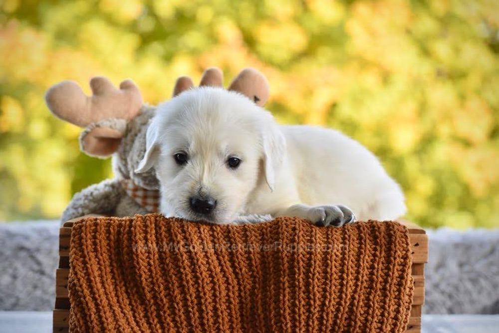 Pickles Image of Pickles, a Golden Retriever puppy