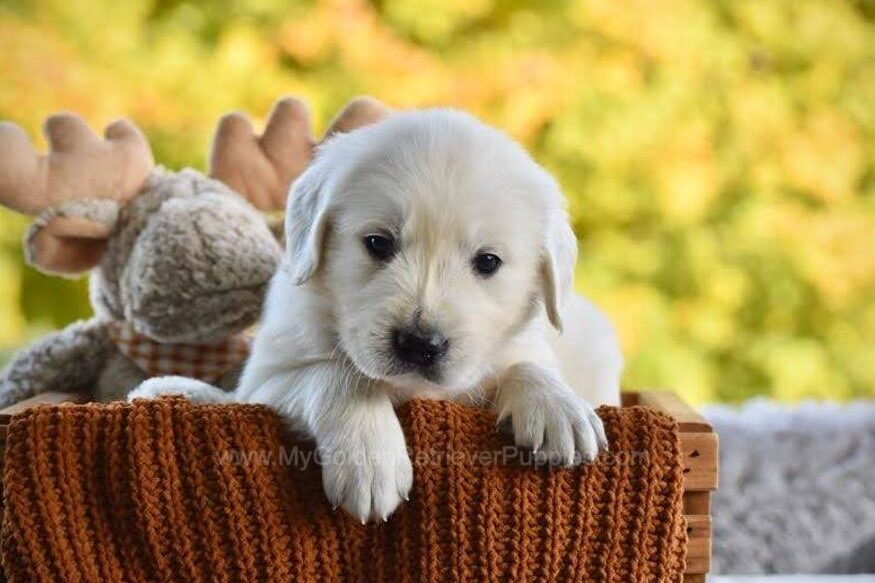 Pickles Image of Pickles, a Golden Retriever puppy