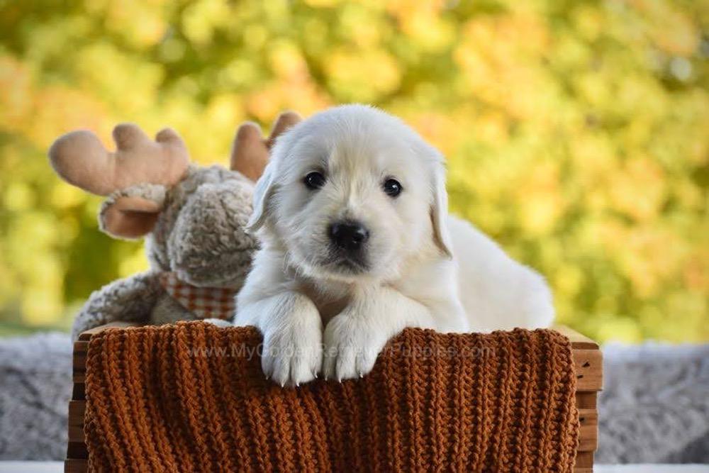 Pickles Image of Pickles, a Golden Retriever puppy