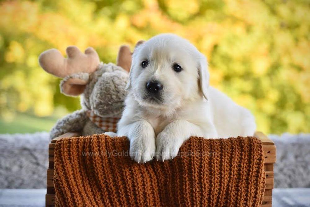 Pickles Image of Pickles, a Golden Retriever puppy