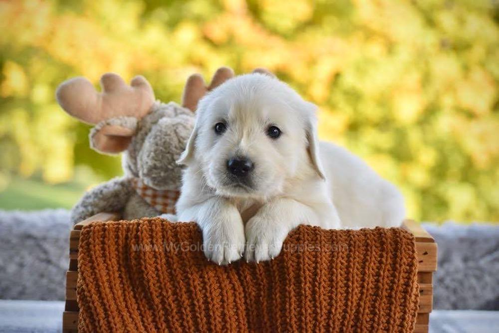 Pickles Image of Pickles, a Golden Retriever puppy