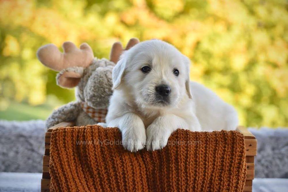 Pickles Image of Pickles, a Golden Retriever puppy