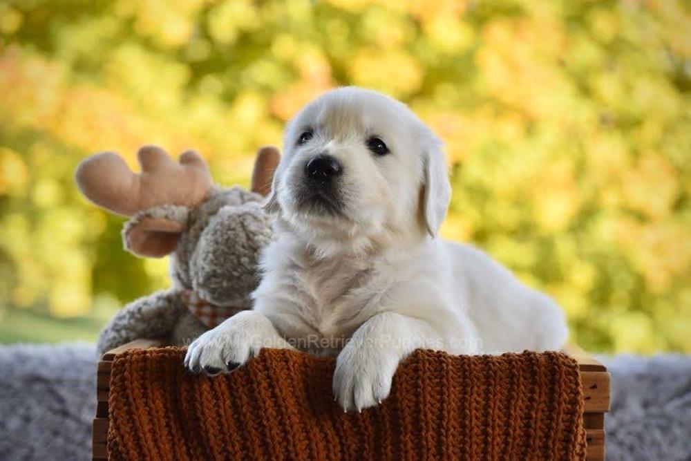 Pickles Image of Pickles, a Golden Retriever puppy