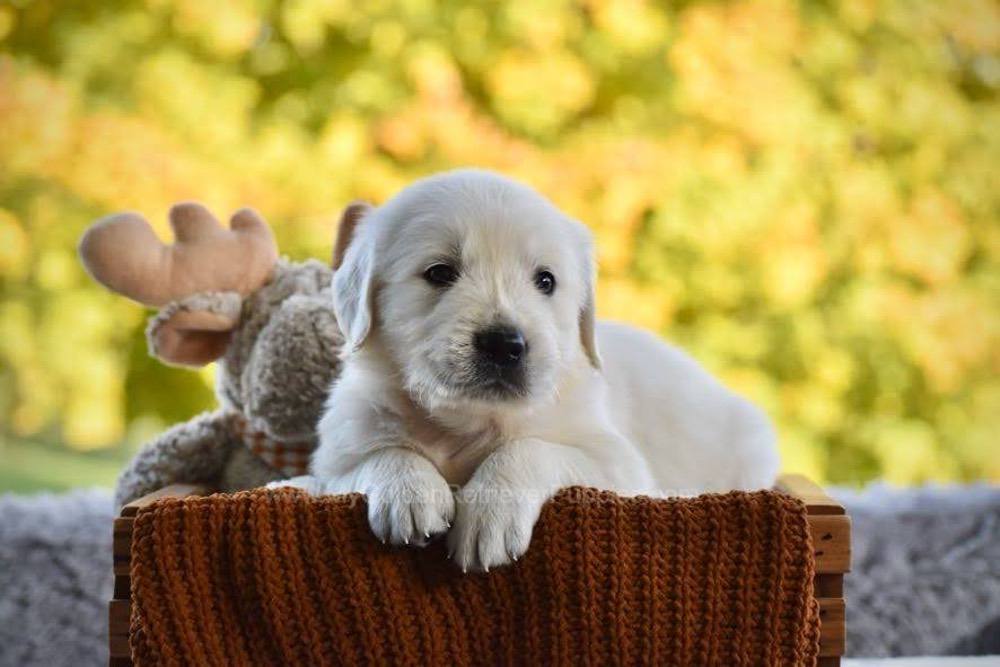 Pickles Image of Pickles, a Golden Retriever puppy