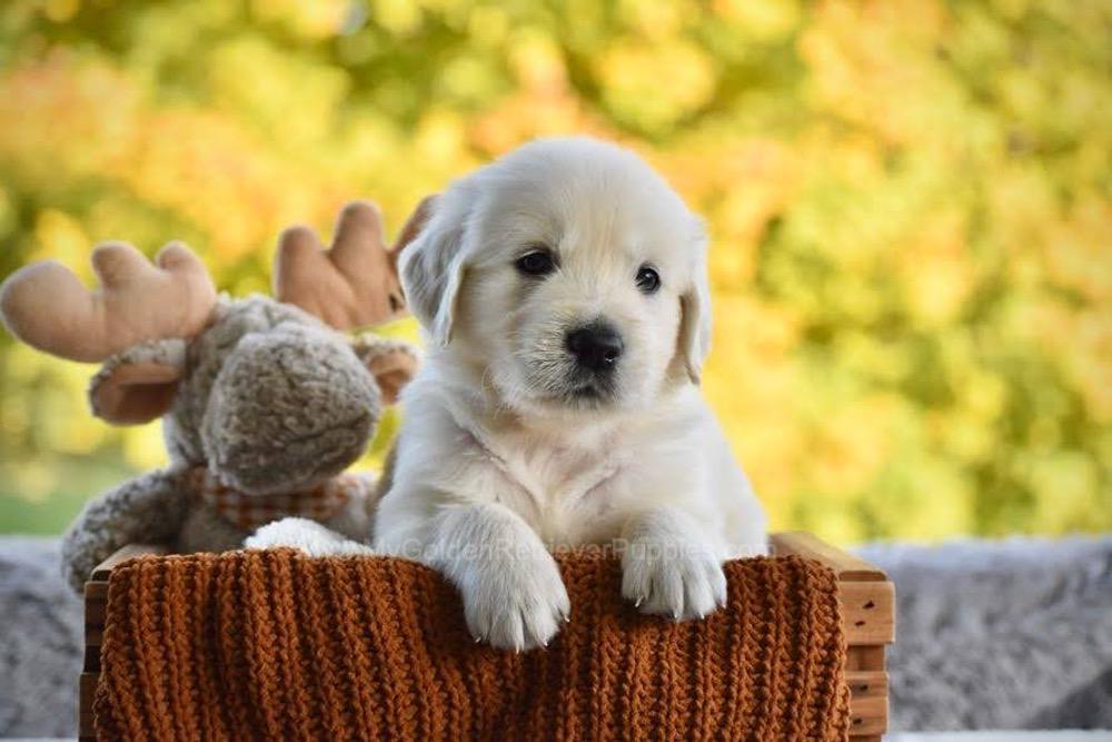 Puddles Image of Puddles, a Golden Retriever puppy