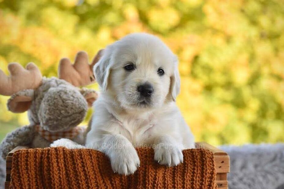 Puddles Image of Puddles, a Golden Retriever puppy